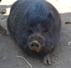 pig10