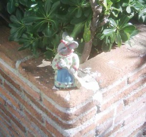 Nerja mouse