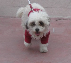 Dog, Nerja