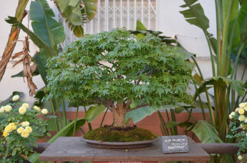 Bonsai Museum, Almuñecar