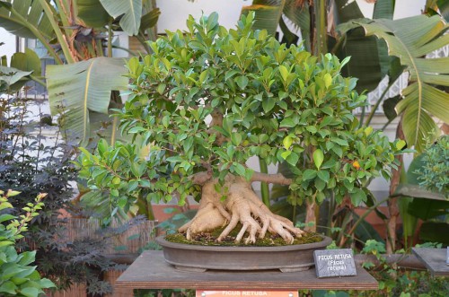 Bonsai Museum, Almuñecar