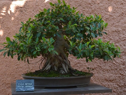 Bonsai Museum, Almuñecar