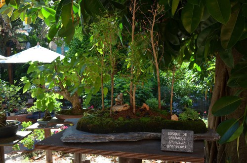 Bonsai Museum, Almuñecar