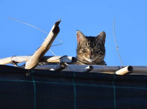 Cat, Nerja