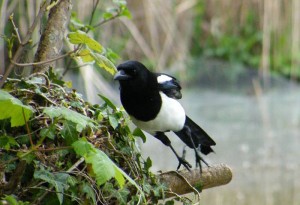 Magpie takes off