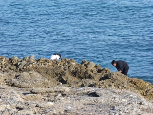 Mussel hunters, Nerja