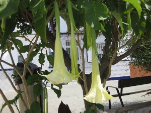 Flower, Nerja