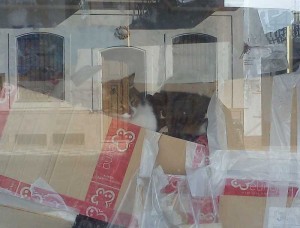 Cat in shop, Nerja